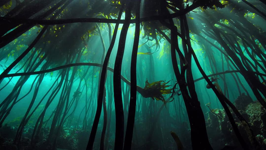 My Octopus Teacher backdrop 14