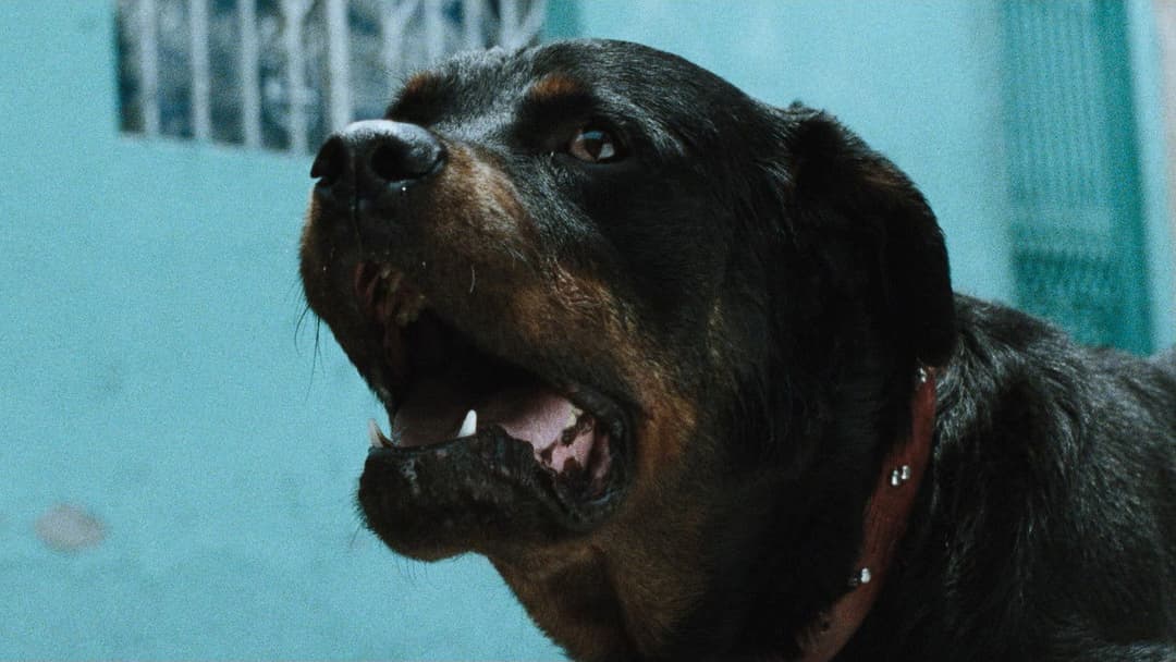 Amores perros backdrop 10