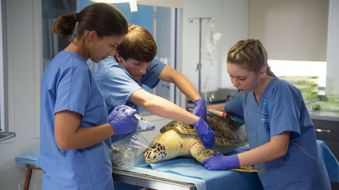 Mein Freund, der Delfin 2 backdrop 3