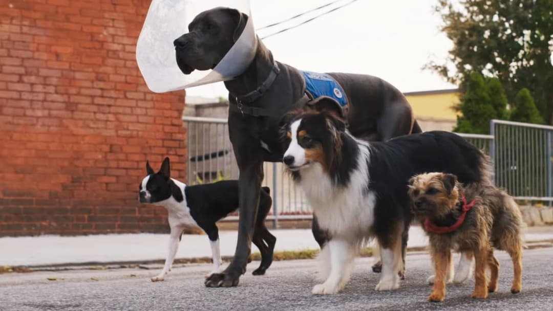 Doggy Style backdrop 5