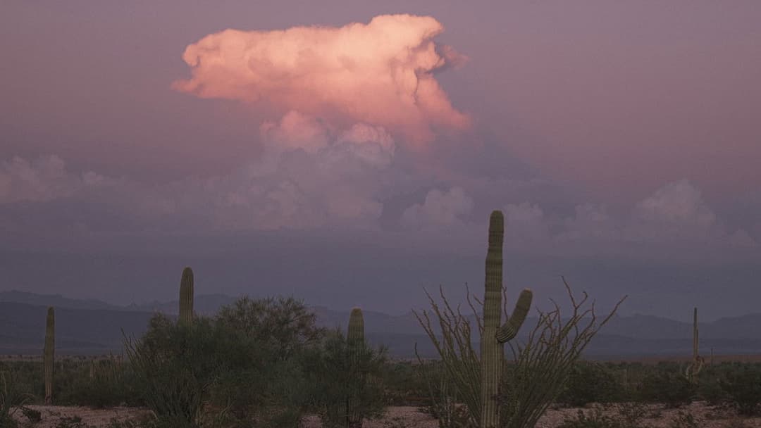 Spare My Bones, Coyote! backdrop 2