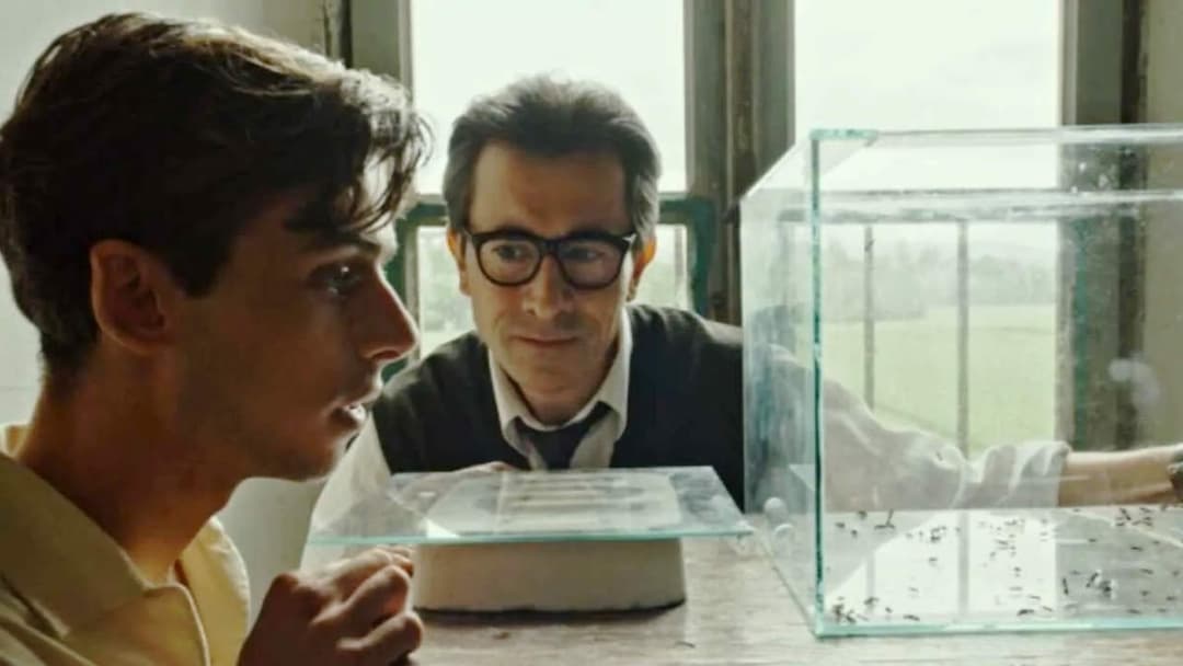 Il signore delle formiche backdrop 6