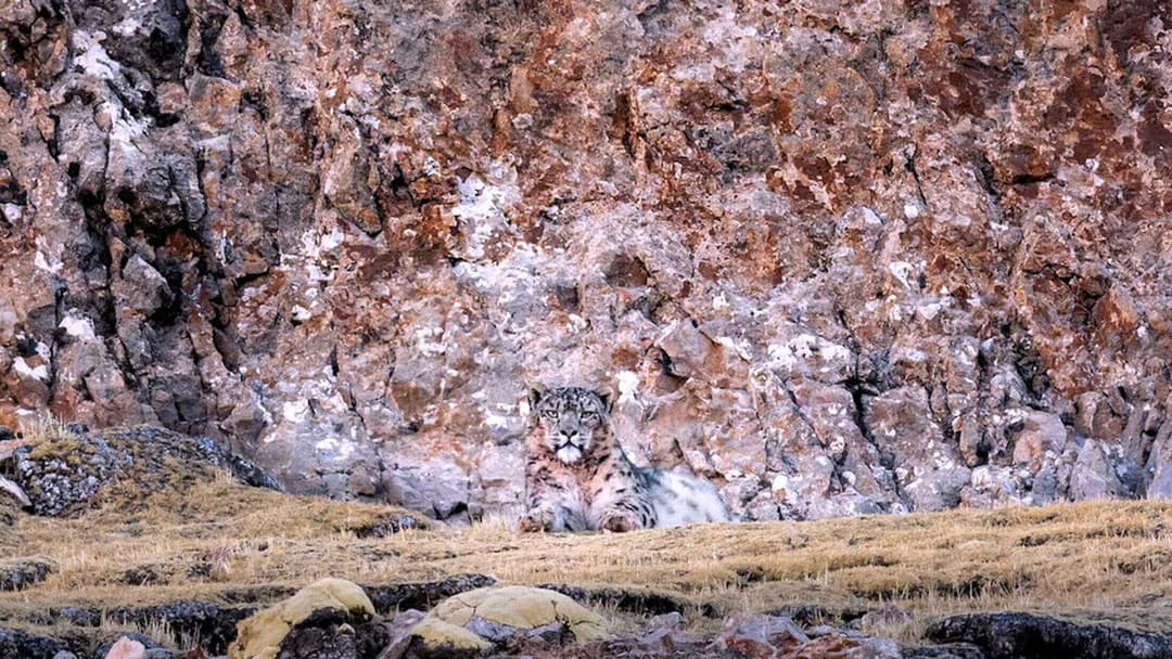Der Schneeleopard backdrop 7