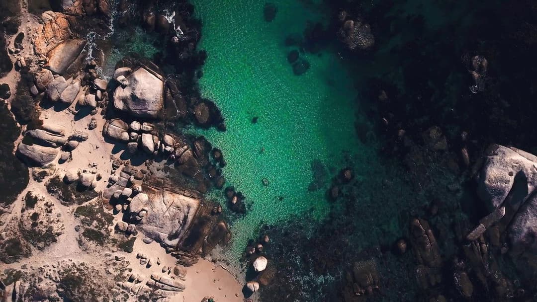 My Octopus Teacher backdrop 13