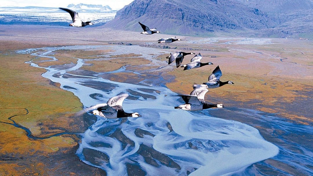 Nomaden der Lüfte backdrop 1