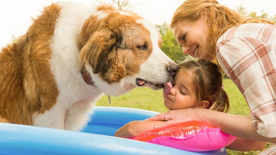Bailey - Ein Hund kehrt zurück backdrop 7