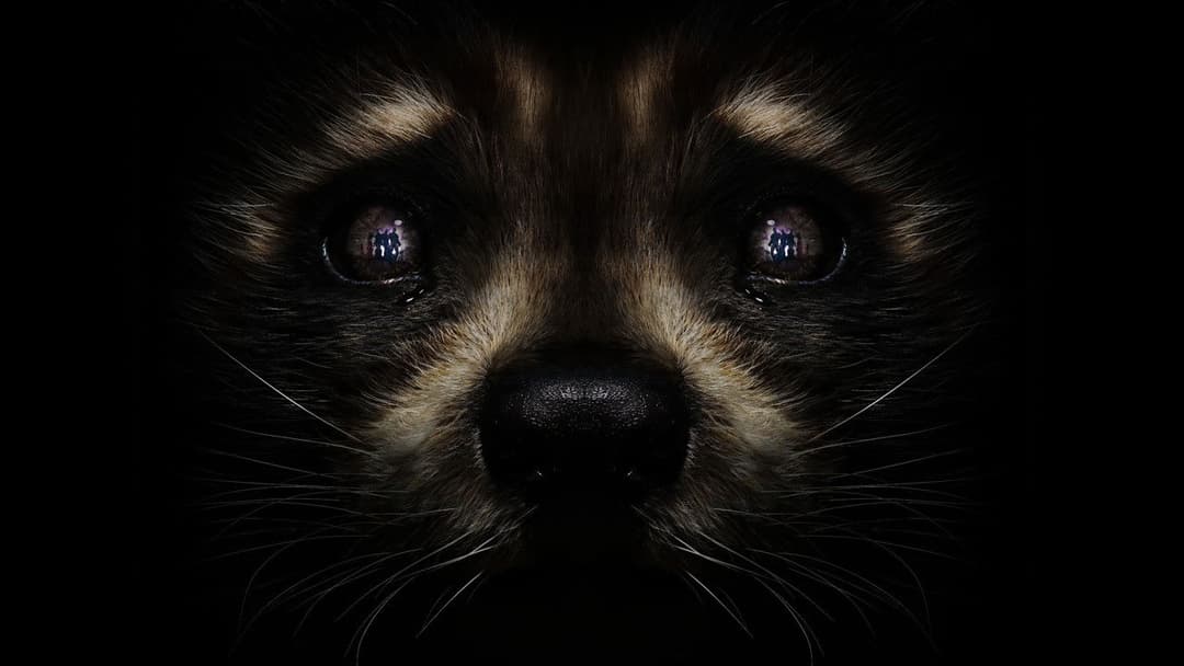 Guardians of the Galaxy Vol. 3 backdrop 10