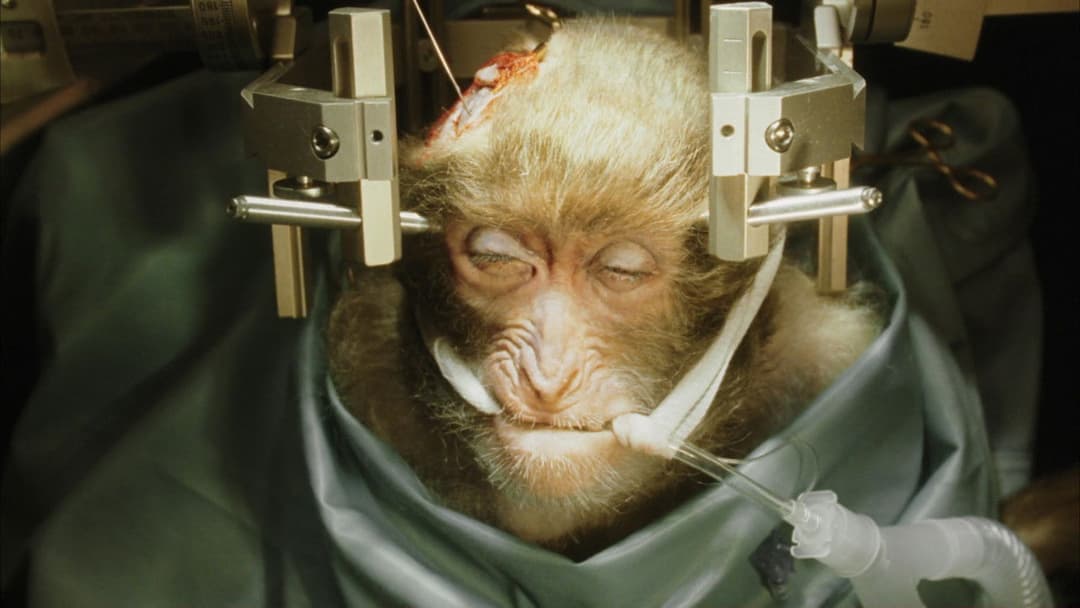 Фонтан backdrop 10