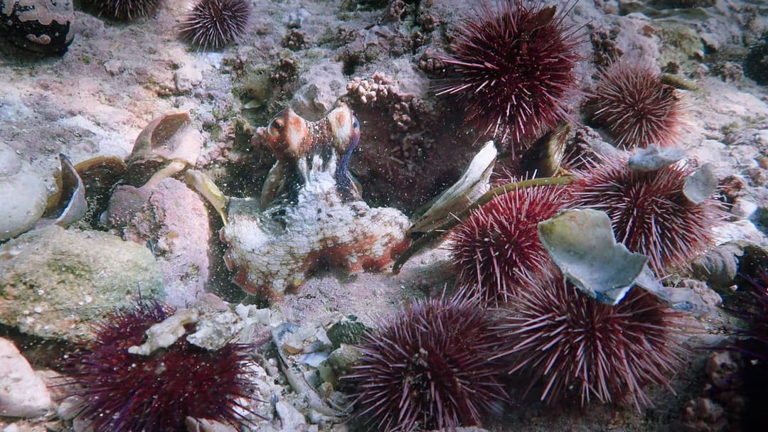 My Octopus Teacher backdrop 8