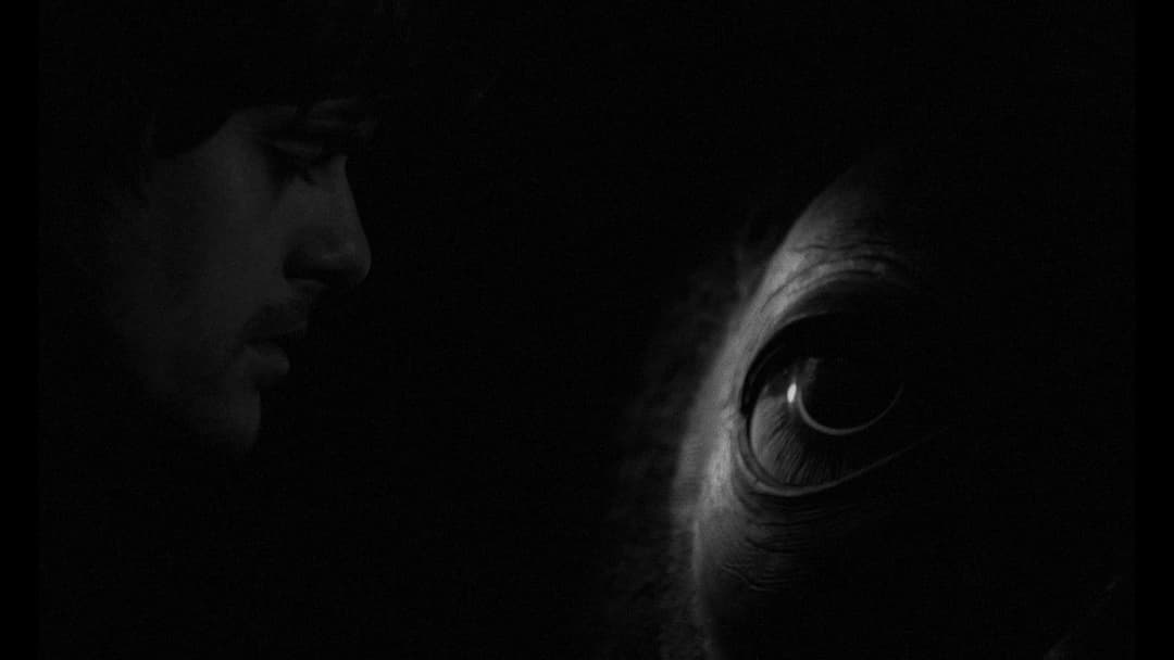 Die Werckmeisterschen Harmonien backdrop 13