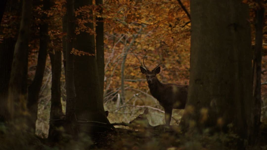 Die Jagd backdrop 11