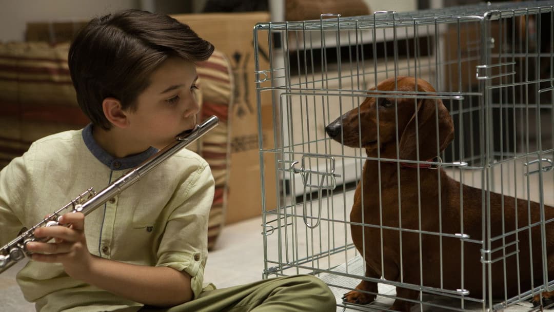 Wiener Dog backdrop 5