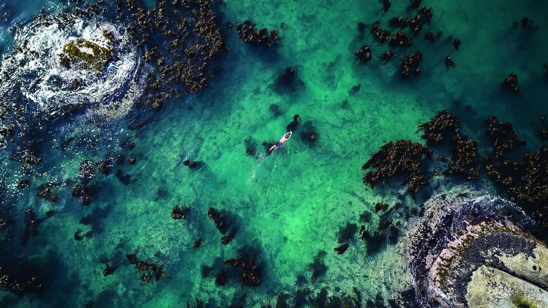 My Octopus Teacher backdrop 1