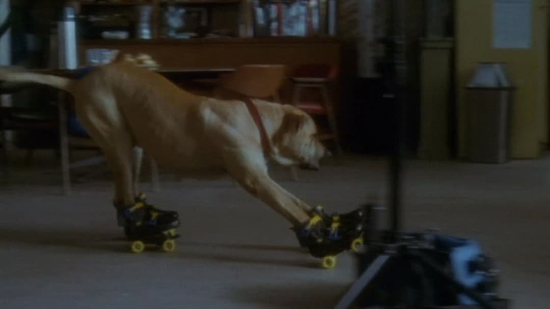 Правда про котів і собак backdrop 12