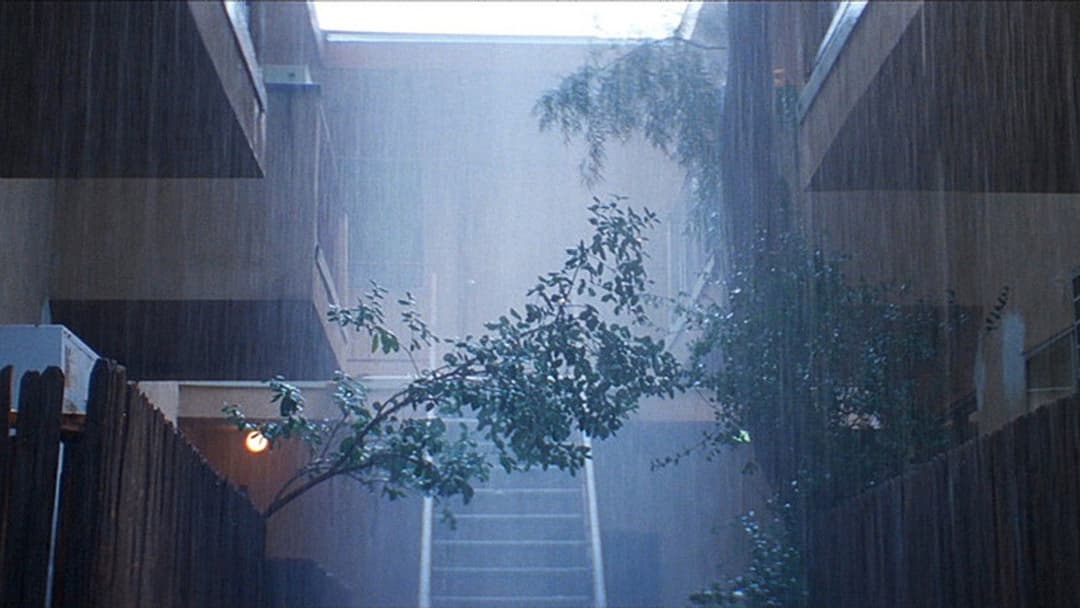 Magnolia backdrop 17