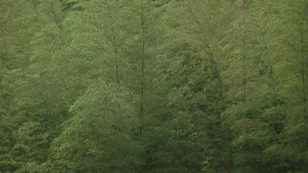 The Taste of Tea backdrop 13