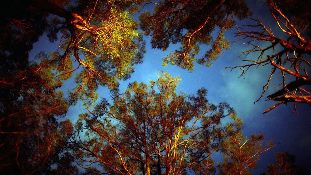 Force of Nature: The Dry 2 backdrop 14