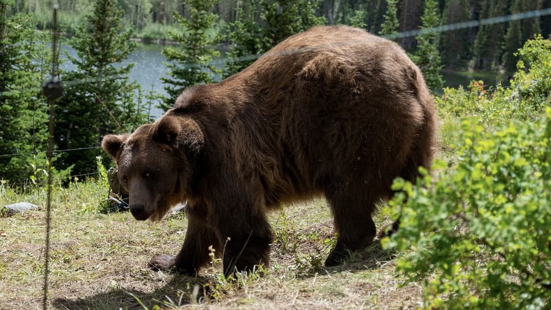 Grizzly Night backdrop 12