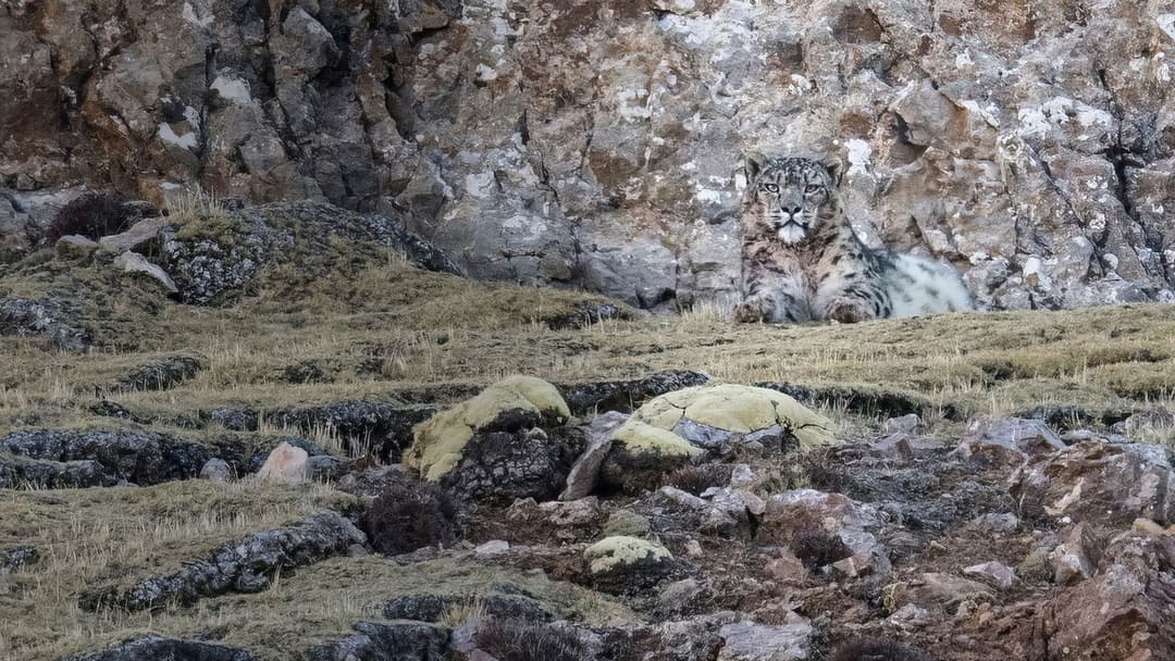 Der Schneeleopard backdrop 5