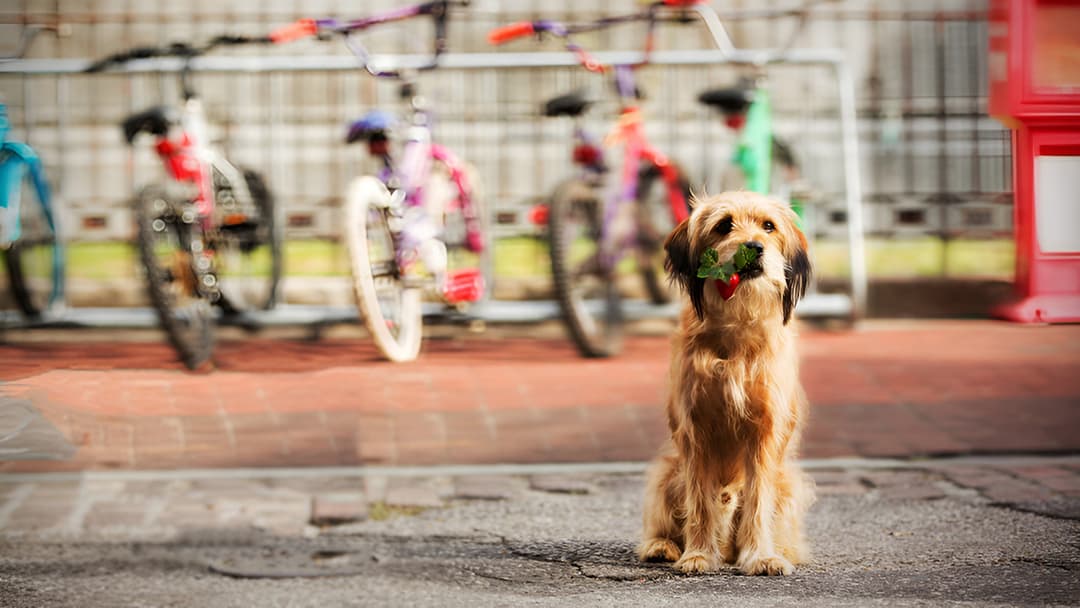 Бенджі backdrop 4