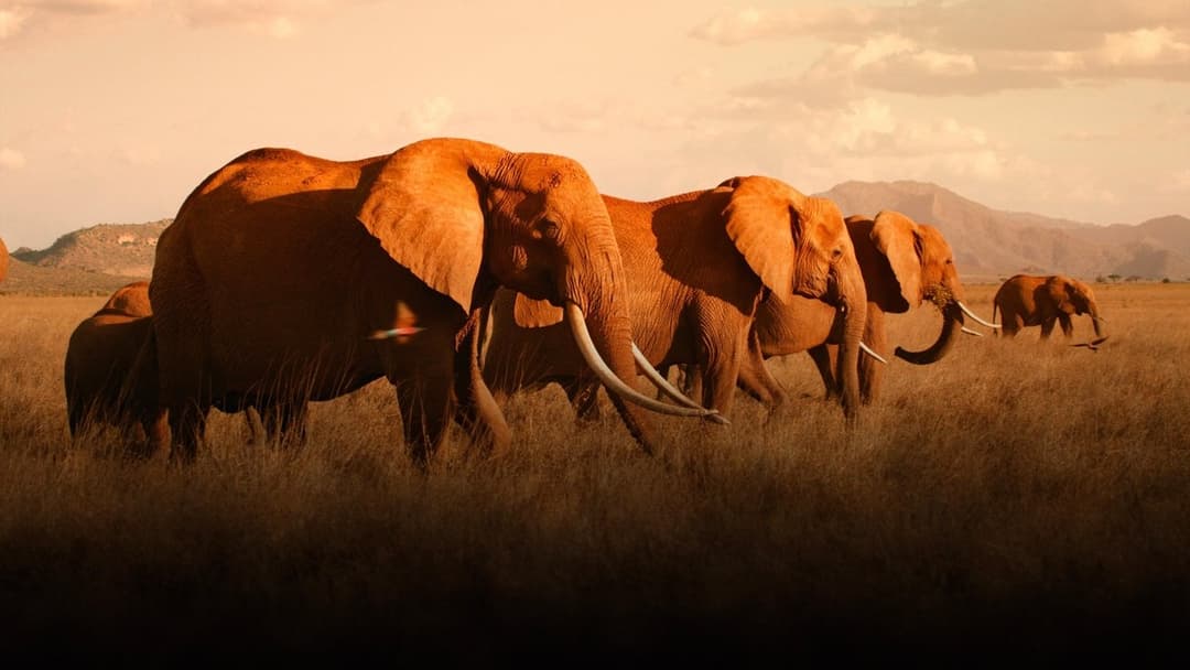 Королева слонів