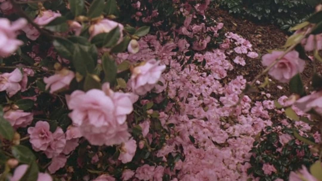 Wiedersehen in Howards End backdrop 10