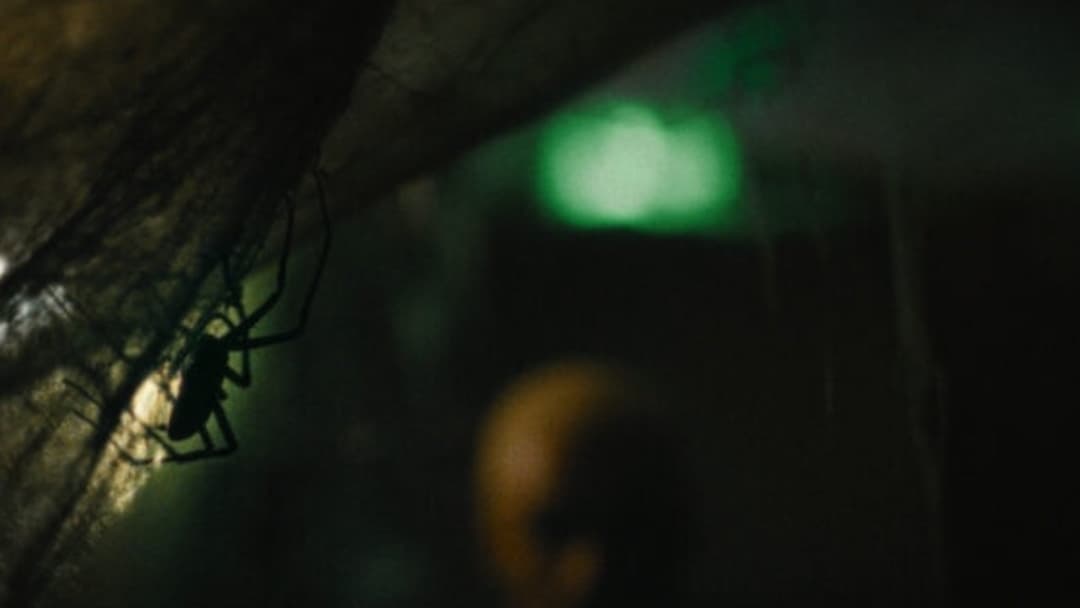 Павуче лігво backdrop 9