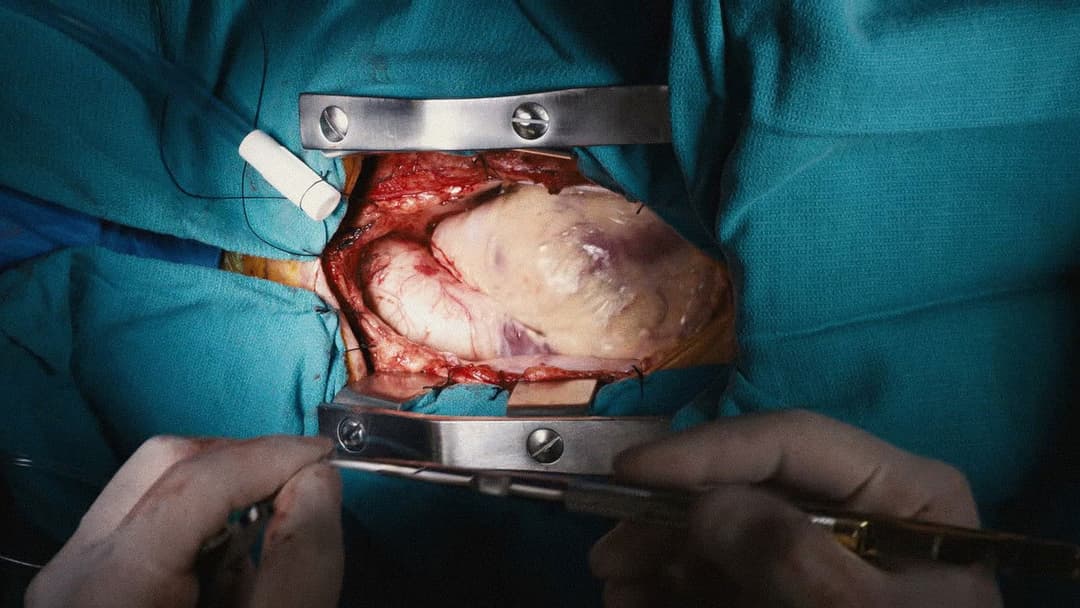 The Killing of a Sacred Deer backdrop 20