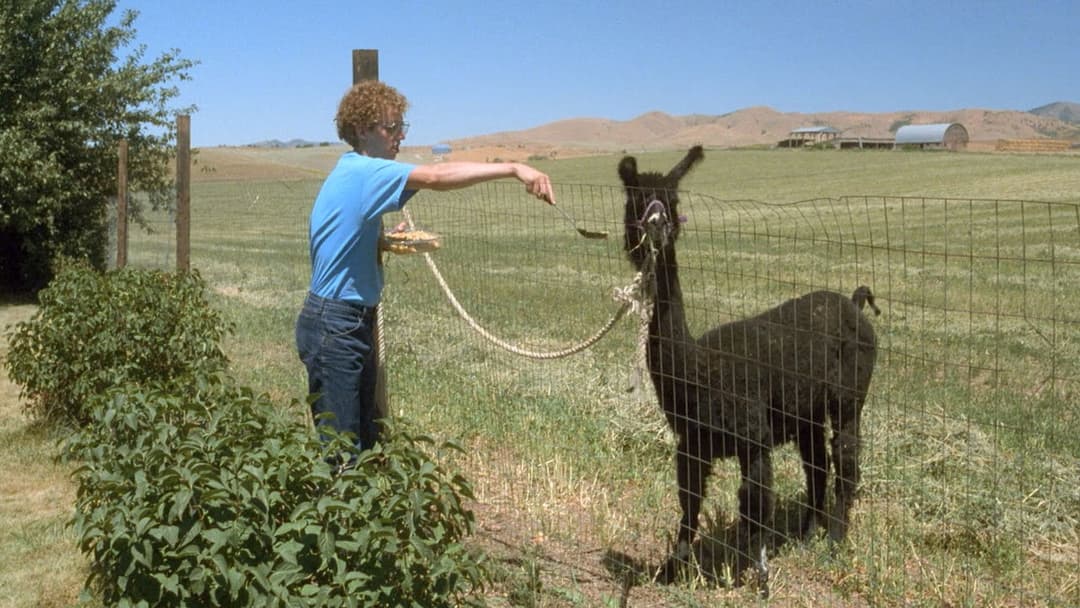 Наполеон Динаміт backdrop 3