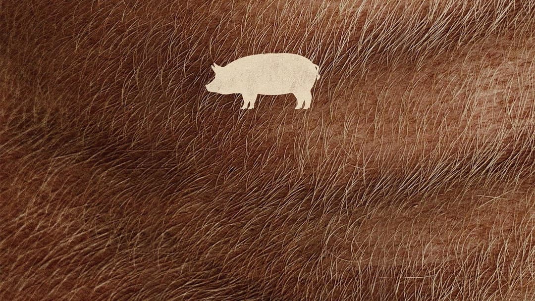 Pig backdrop 8
