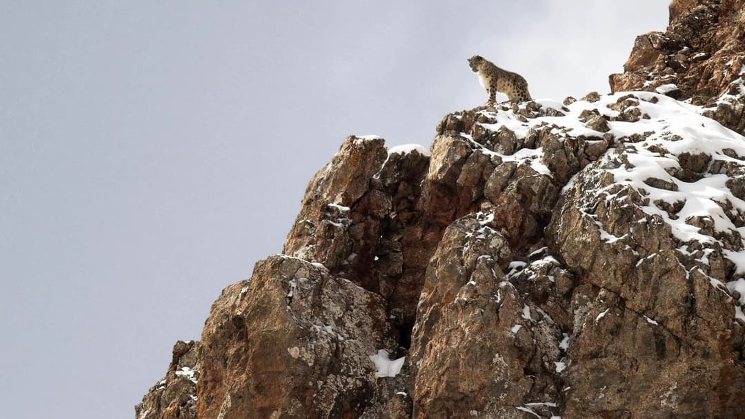 Der Schneeleopard backdrop 1