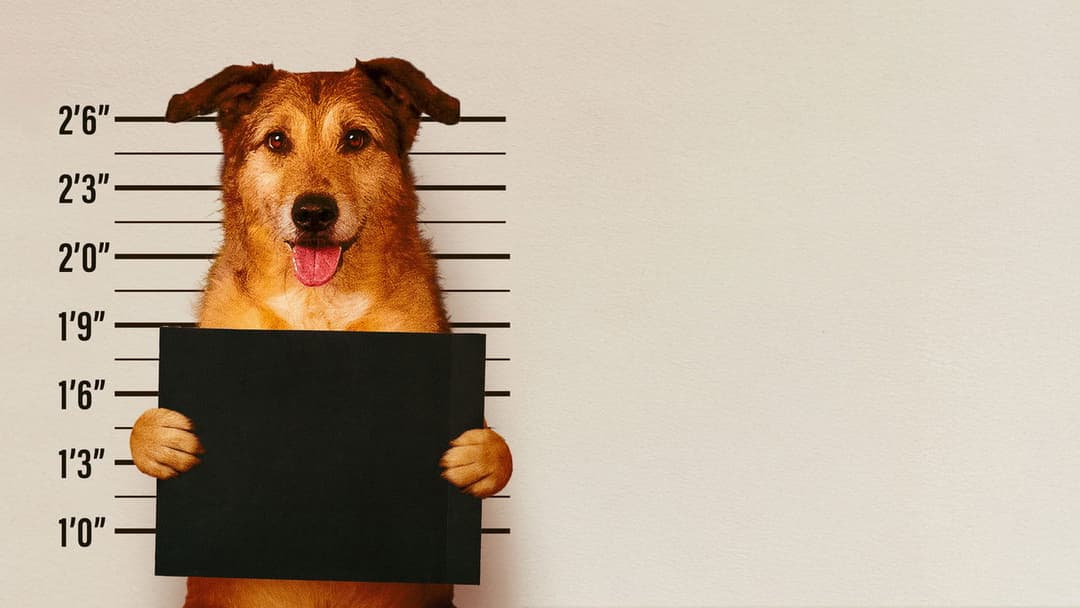 Dog on Trial backdrop 2