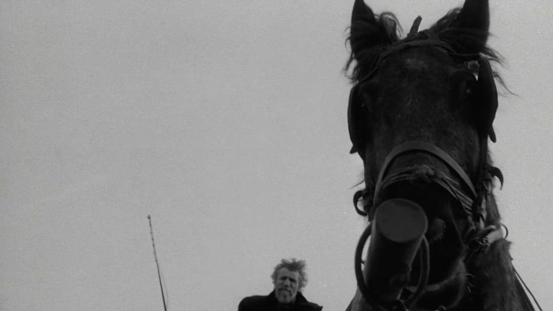 The Turin Horse backdrop 8