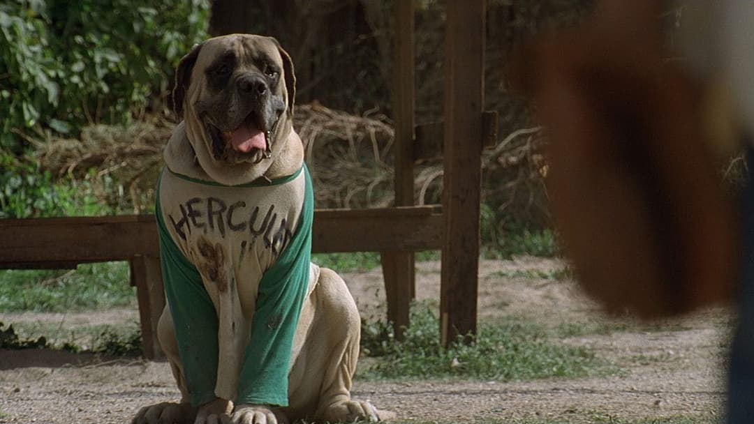 The Sandlot backdrop 5