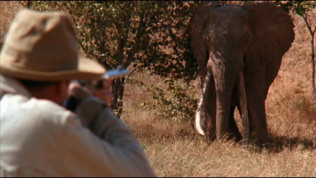 Білий мисливець, чорне серце backdrop 6