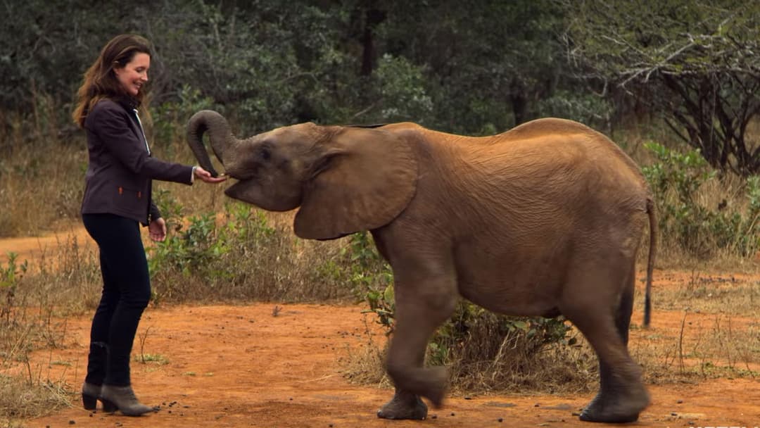 Holiday in the Wild backdrop 3