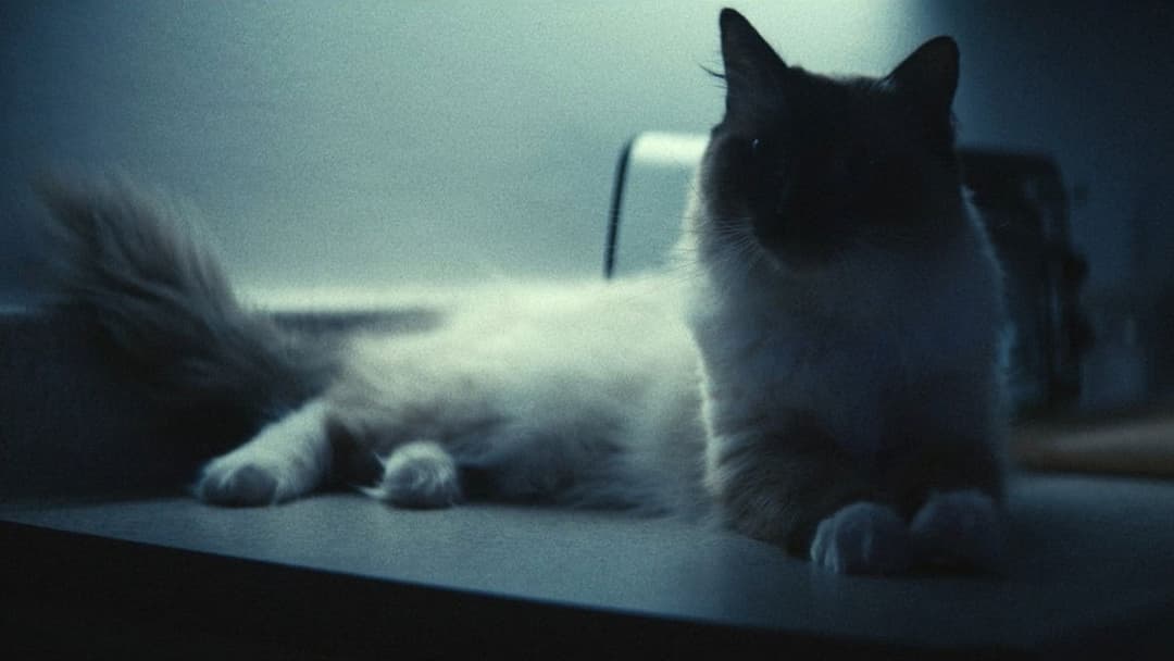 Журнал мрії backdrop 4