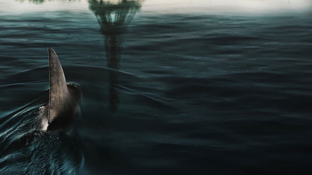 Under Paris backdrop 4