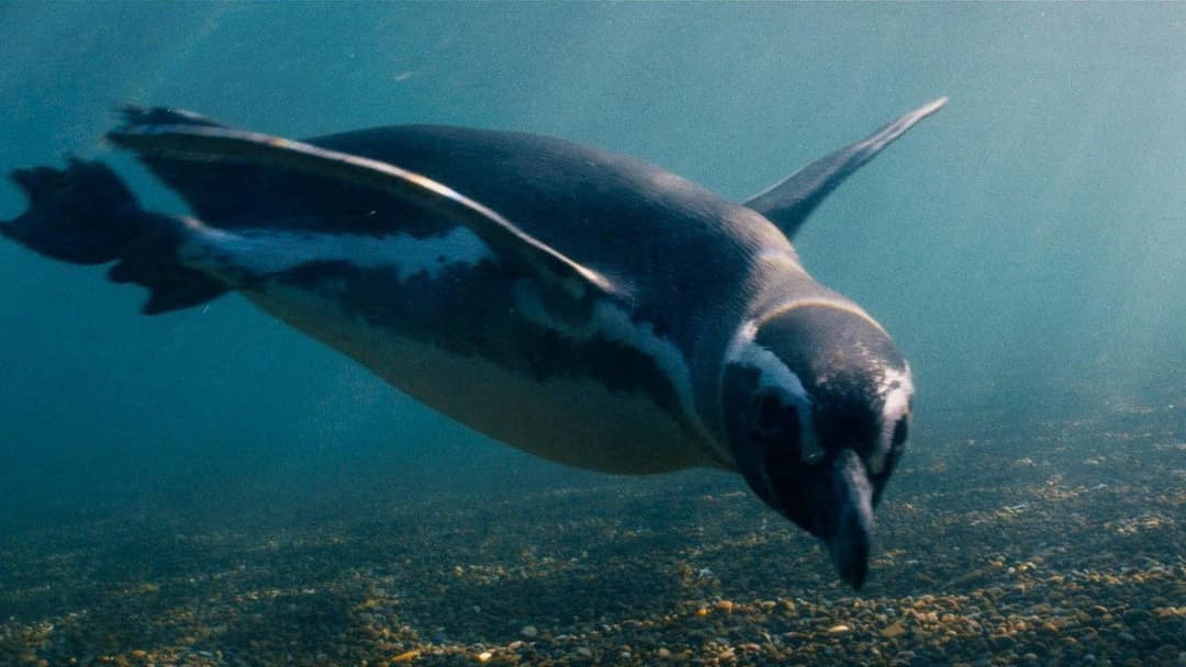 My Penguin Friend backdrop 13