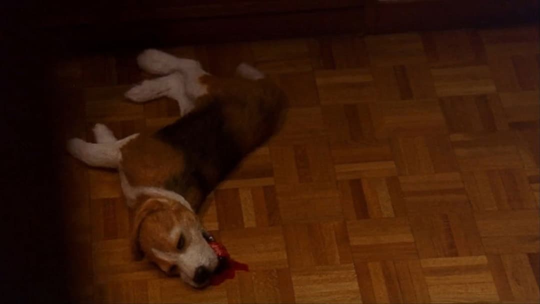 Audition backdrop 15