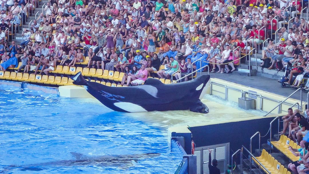 Кит-убивця backdrop 6