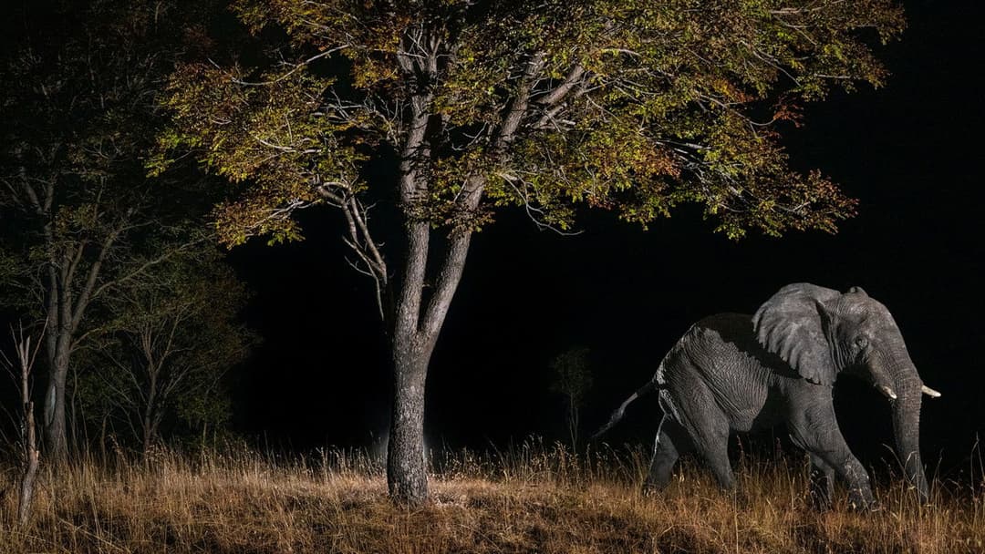 Ghost Elephants backdrop 2