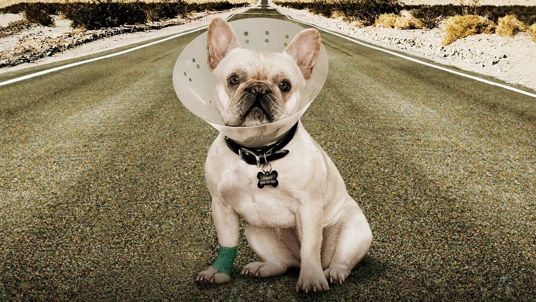 Встигнути до backdrop 5