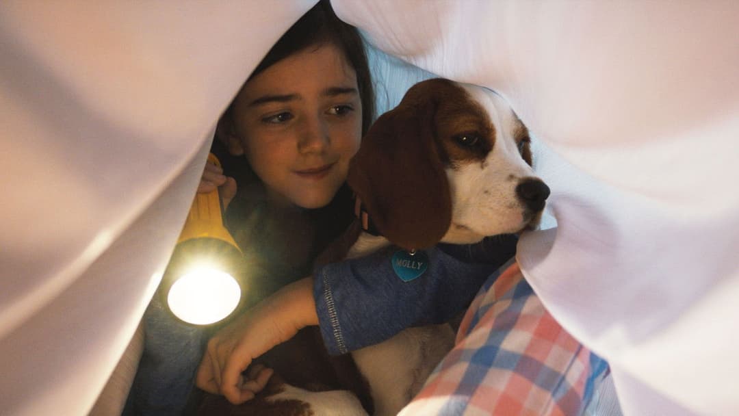 Bailey - Ein Hund kehrt zurück backdrop 6