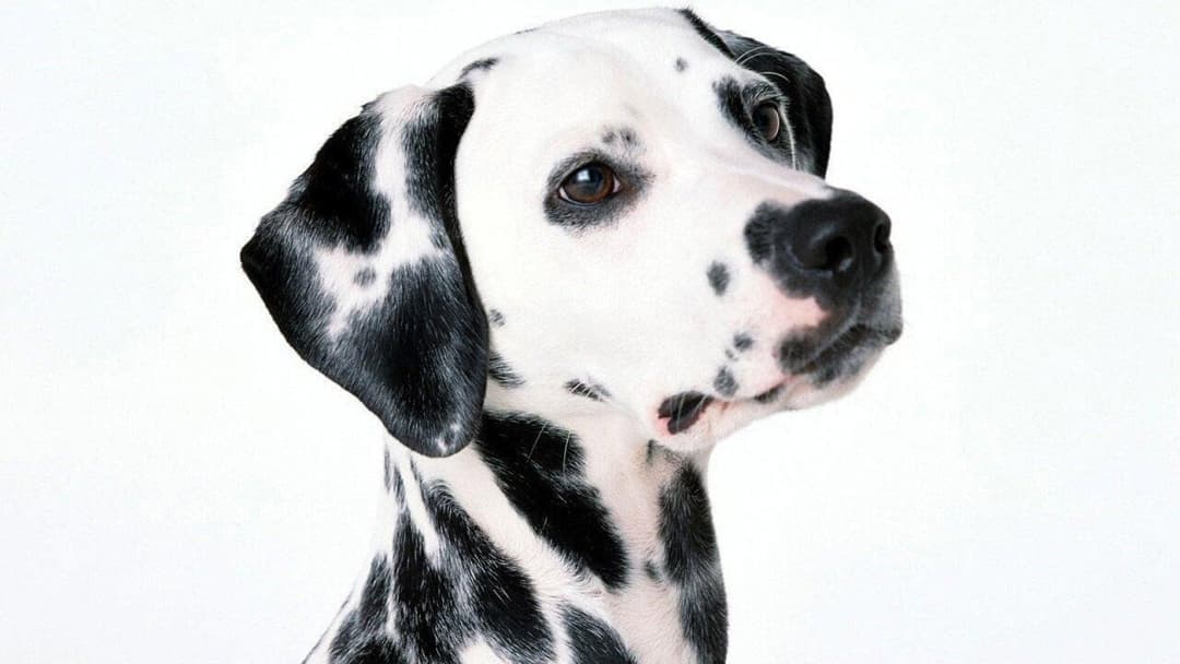 101 Dalmatians backdrop 8