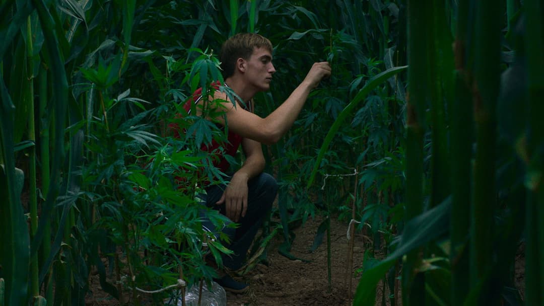 Алькаррас backdrop 12