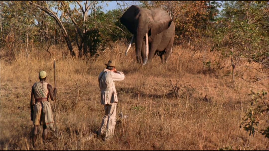 Білий мисливець, чорне серце backdrop 7