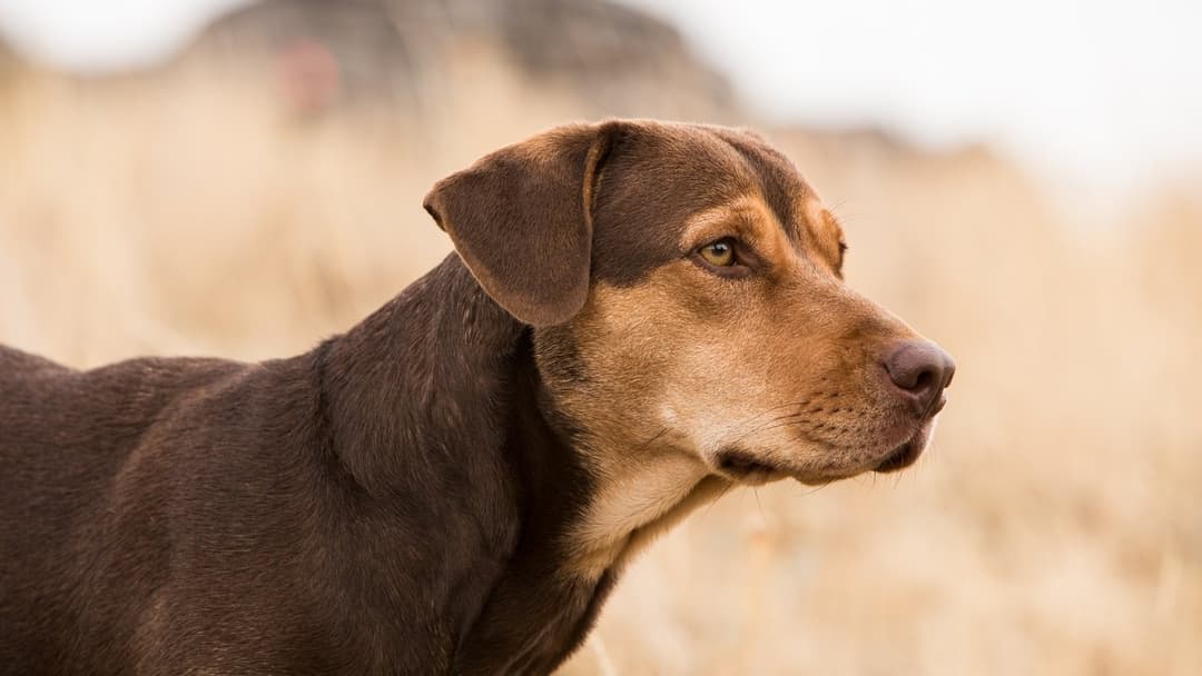 A Dog's Way Home backdrop 9