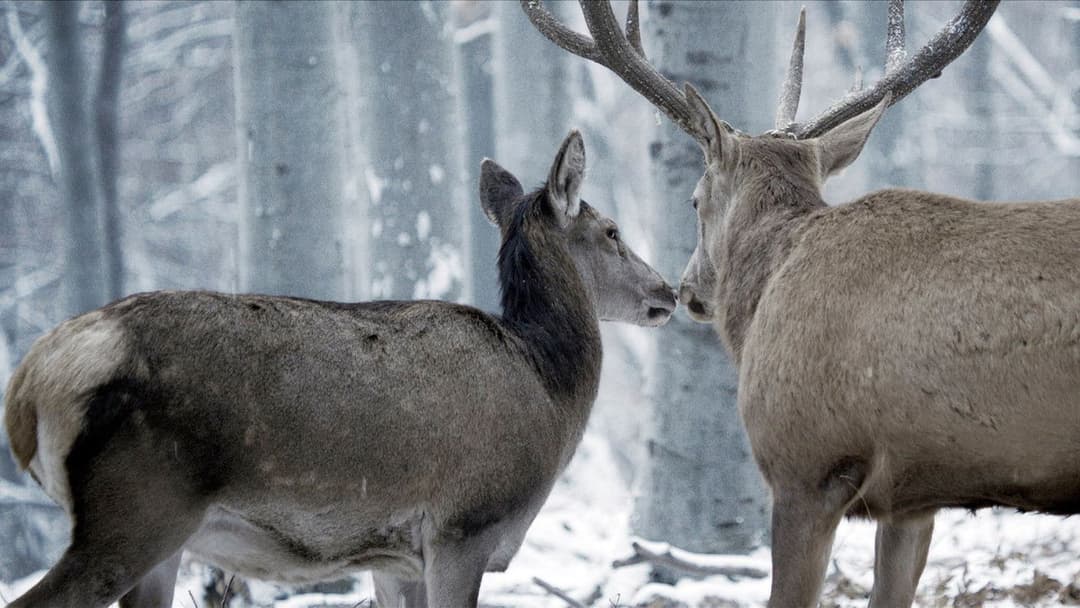 Körper und Seele backdrop 18