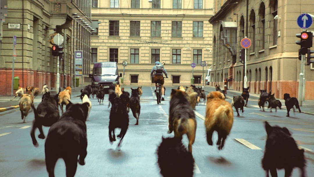 Білий бог backdrop 3